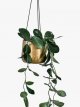 Hanging Brass Planter