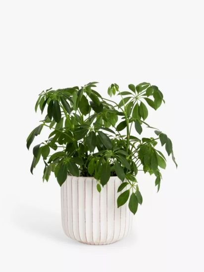 Country Ribbed Earthenware Indoor Planter, 23cm, White